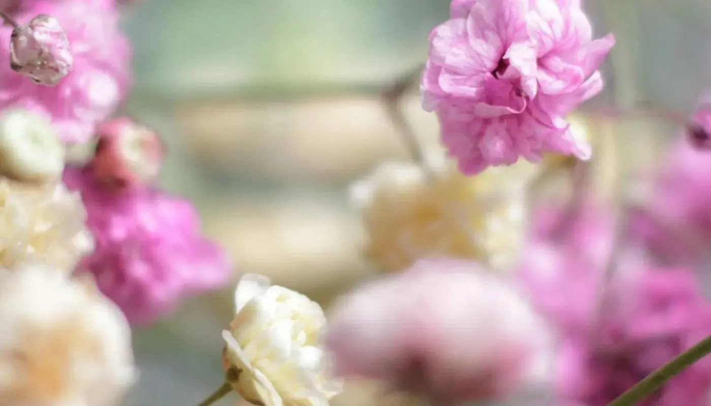 Các loại hoa baby phổ biến với nhiều màu sắc