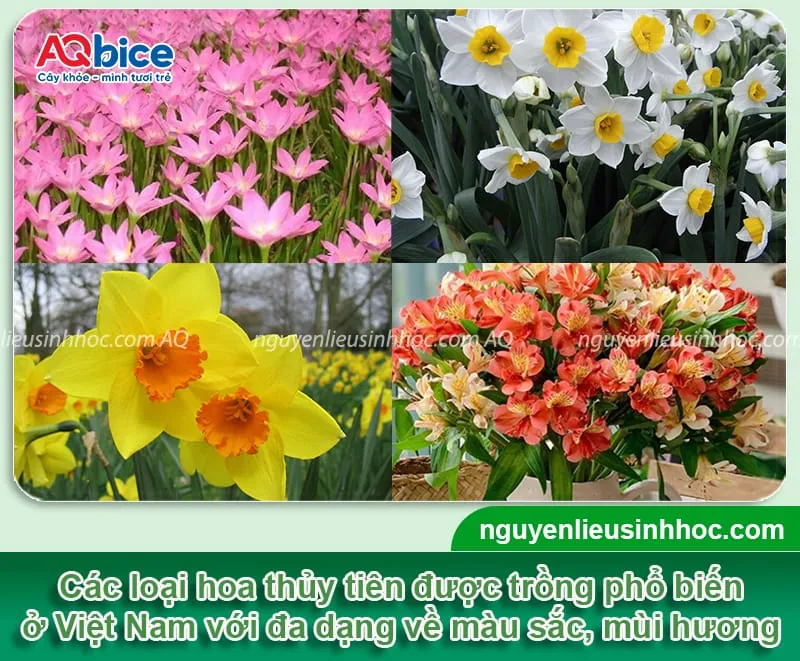 Các loại hoa thủy tiên phổ biến trên thị trường thường được trồng thủy sinh
