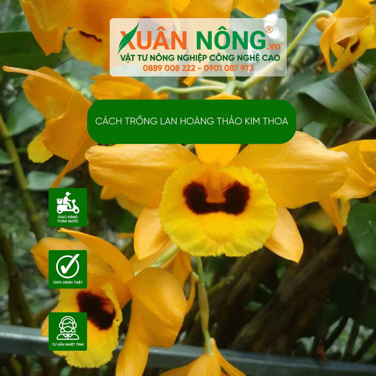 Kỹ thuật chăm sóc lan Hoàng Thảo Kim Thoa