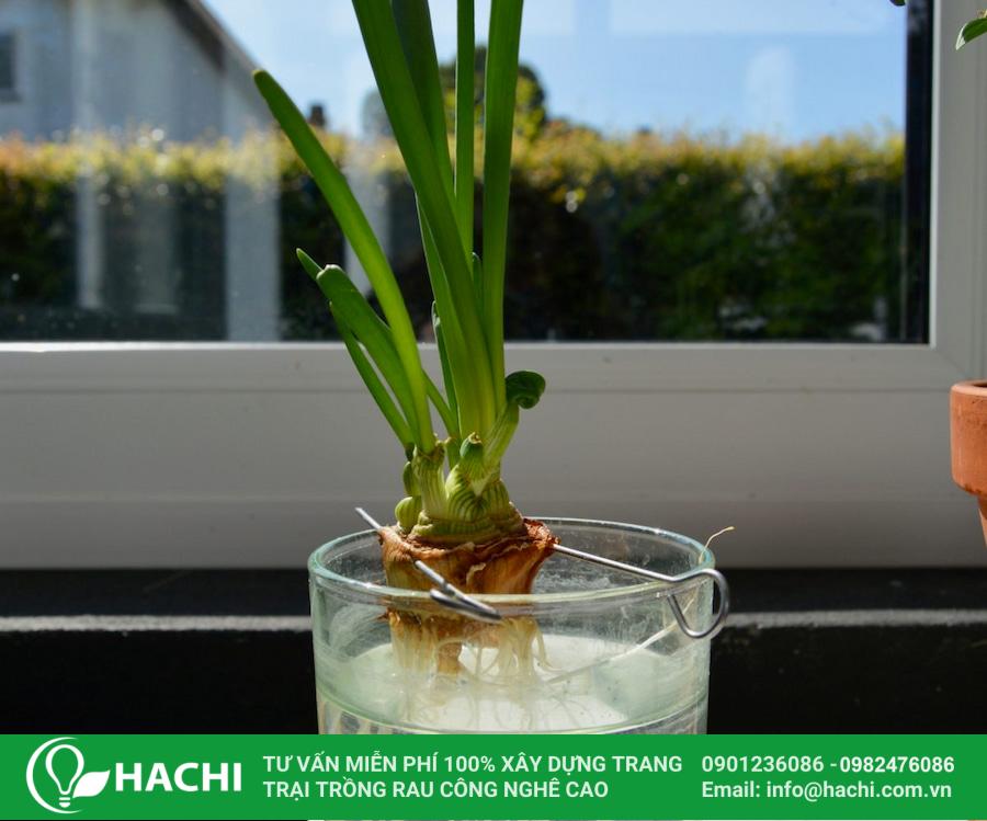 Cách Trồng Hành Bằng Chai Nhựa: Hướng Dẫn Chi Tiết Trồng Thủy Canh Và Trồng Đất