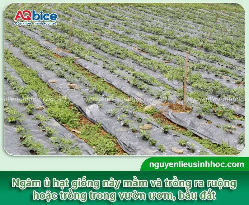 Các phương pháp gieo trồng sâm đương quy bằng hạt tại vườn