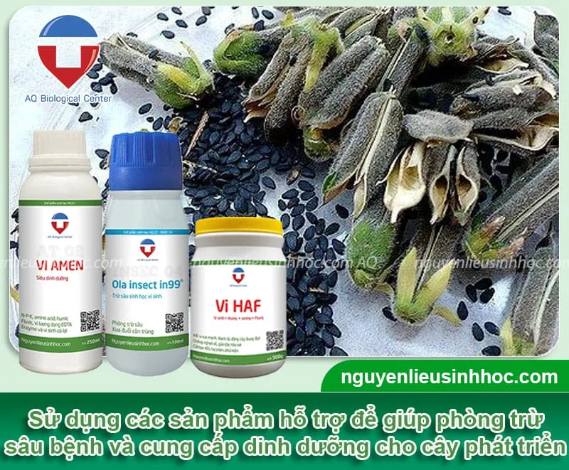 Các sản phẩm hỗ trợ tăng năng suất mè đen và phòng trừ sâu bệnh