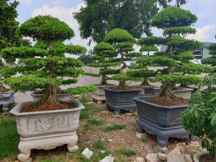 Các thế cây cảnh bonsai Sanh thường gặp trong nghệ thuật