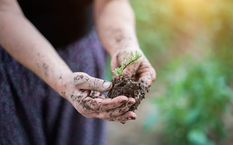 Các vấn đề thường gặp khi trồng hoa mười giờ bằng cành