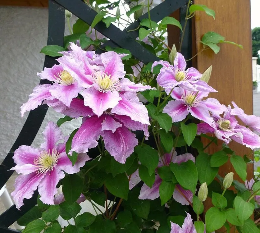 Cấu tạo của đất trồng hoa ông lão cần sự cân bằng giữa dinh dưỡng và thoát nước.