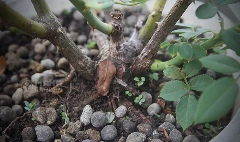 Bón phân định kỳ cho cây hoa hồng để cung cấp dưỡng chất cần thiết, tăng cường ra hoa