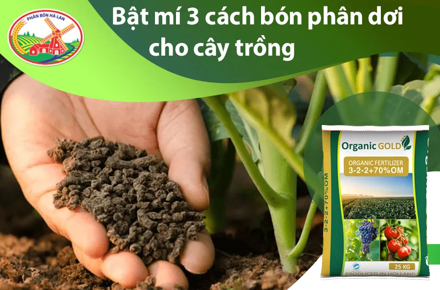 Cảnh quan khu vườn xanh tươi với nhiều loại cây trồng