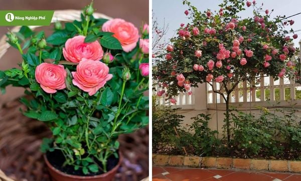 Cách Trồng Hoa Hồng Tezza Đạt Chuẩn Chuyên Gia: Kỹ Thuật Nền Tảng Cho Người Mới Bắt Đầu