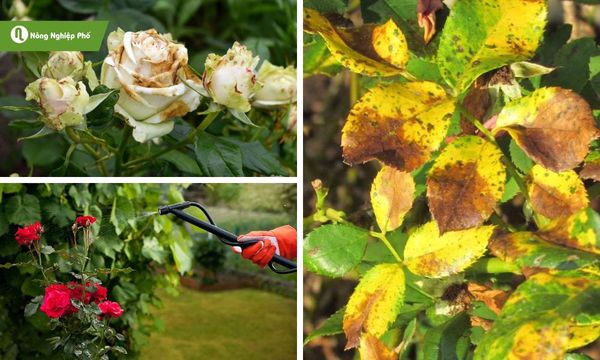 Cách Trồng Hoa Hồng Tezza Đạt Chuẩn Chuyên Gia: Kỹ Thuật Nền Tảng Cho Người Mới Bắt Đầu