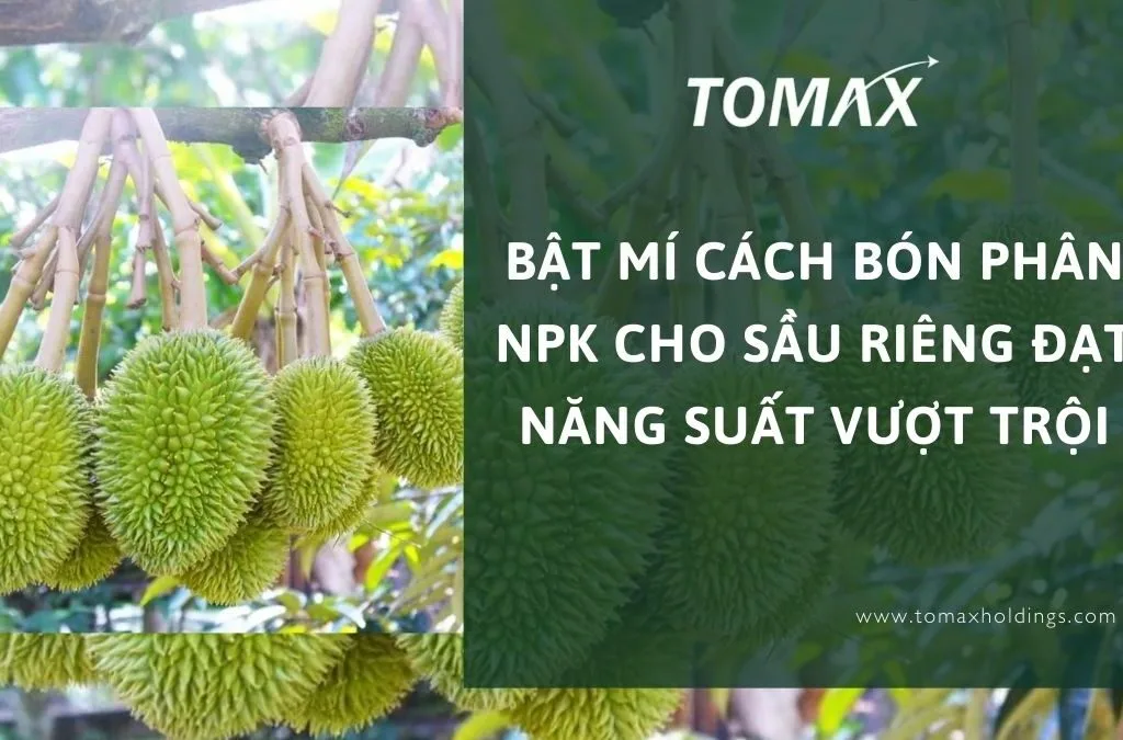 Cách Trồng Bí Xanh Sai Quả: Bí Quyết Đạt Năng Suất Vượt Trội Tại Vườn