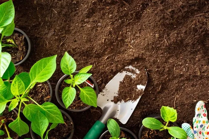 Ứng dụng phân bón cá và các loại phân hữu cơ khác để cải tạo đất