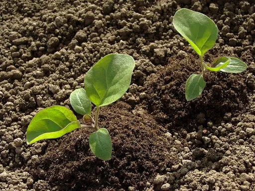 Cải tạo đất trồng hoa bằng cách xử lý và phơi khô đất