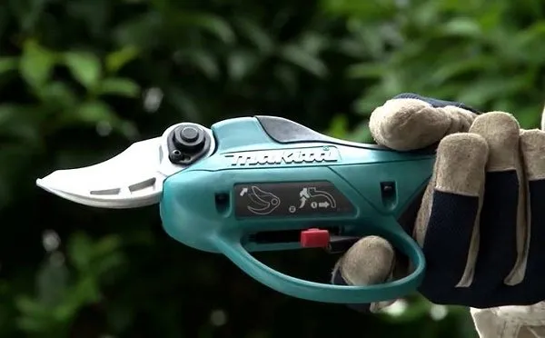 Dùng máy cắt tỉa chuyên dụng để chăm sóc và định hình cây duối hàng rào