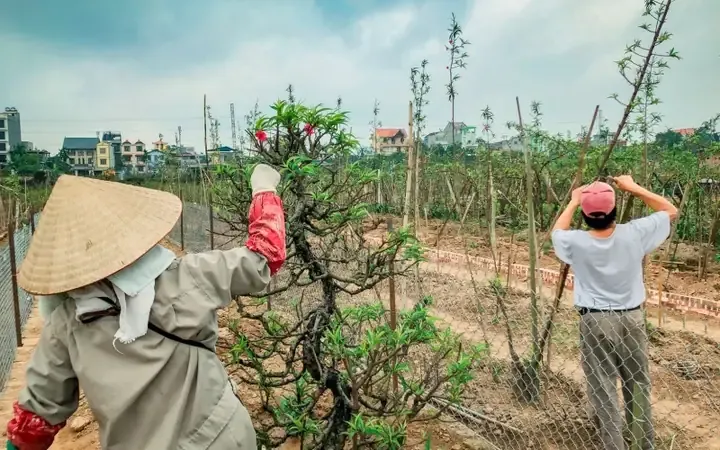 Kỹ thuật trồng cây đào con