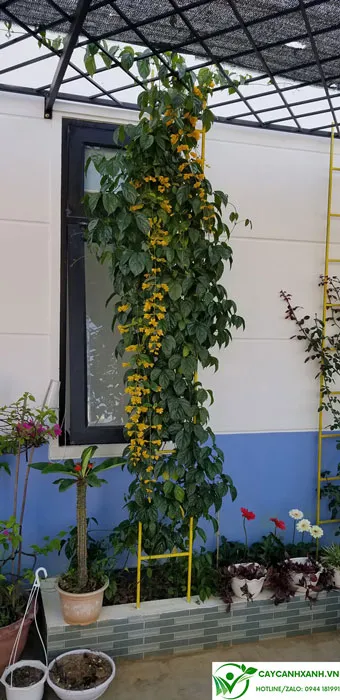 Cách chăm sóc lan hoàng dương leo nhanh