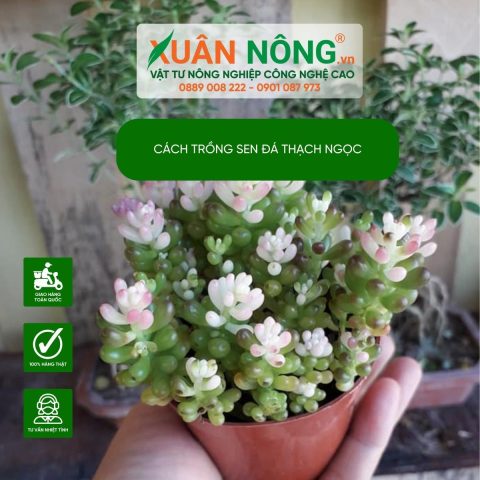 Cách Trồng Sen Đá Bằng Hạt: Hướng Dẫn Chi Tiết Từ A Đến Z