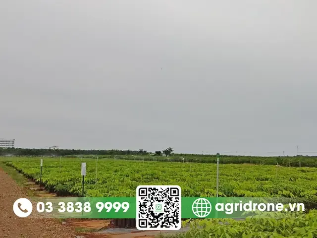 Những Lưu Ý Quan Trọng Khi Chăm Sóc Cây Cao Su Mới Trồng Giai Đoạn Vàng