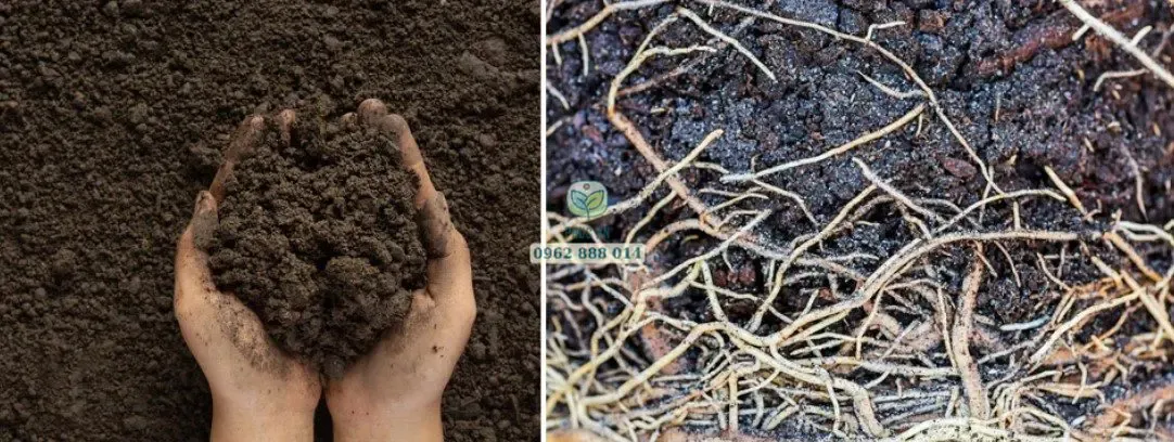 Kích rễ – Bước quan trọng trong cách chăm sóc cây ăn trái mới trồng