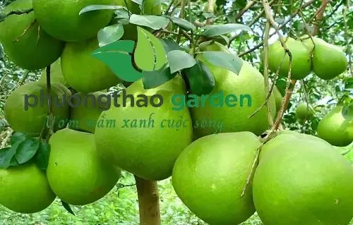 Tìm Hiểu Về Bưởi Da Xanh