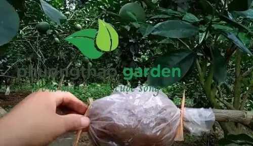 Cách Nhân Giống Bưởi Da Xanh Và Tiêu Chuẩn Cây Giống Tốt