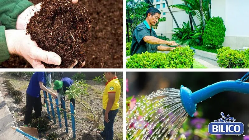 Hướng dẫn Chăm Sóc Cây Chuỗi Ngọc và cắt tỉa định kỳ