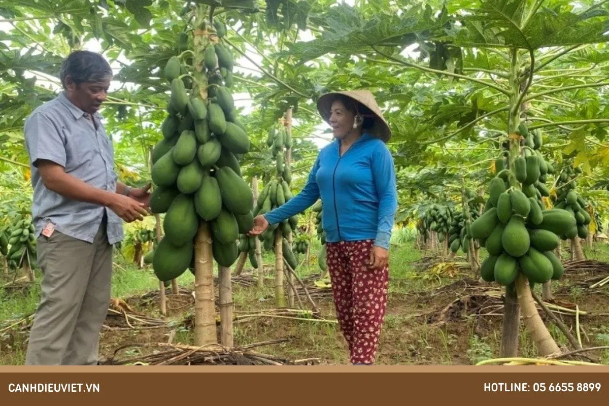 Cách chăm sóc cây đu đủ ruột vàng bao gồm tỉa lá, đóng cọc và quản lý nước