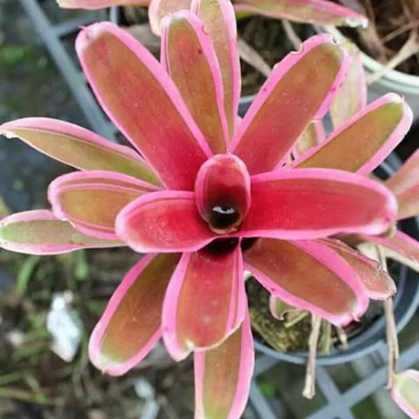 Cách chăm sóc cây Dứa Màu Nam Mỹ về ánh sáng, nước và phân bón