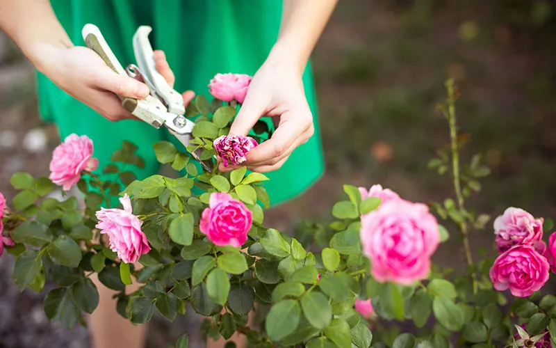 Thực hiện cắt tỉa và tạo không gian thoáng mát, là một phần quan trọng của việc chăm sóc hoa hồng
