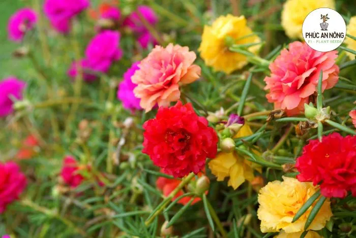 Cách chăm sóc hoa mười giờ trồng trong chai nhựa