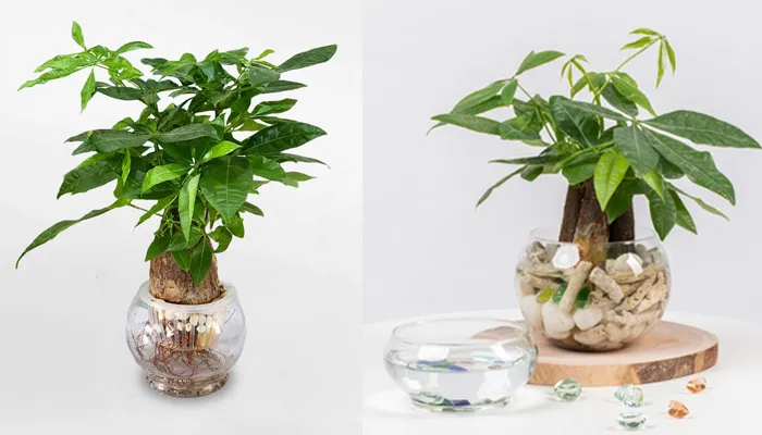 Cây Kim Ngân Thủy Sinh thường được trồng trong các bình thủy tinh để trang trí bàn làm việc