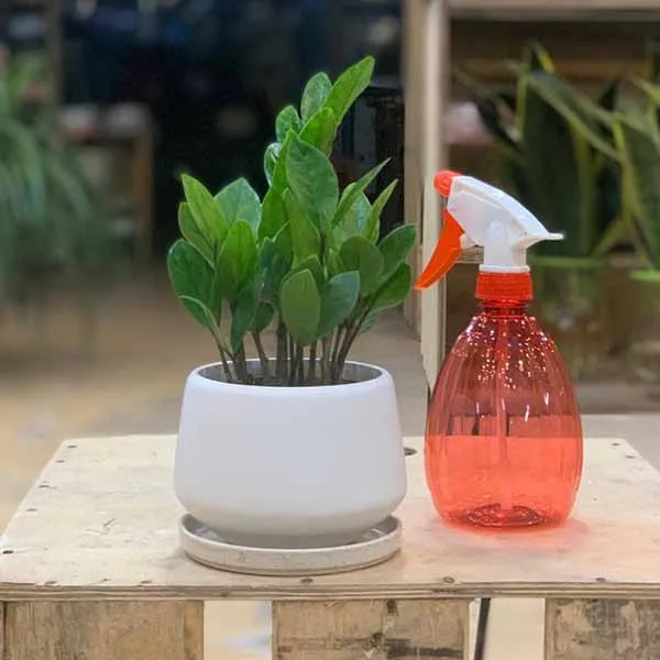 Cách chăm sóc cây Kim Tiền trong nhà với bình xịt