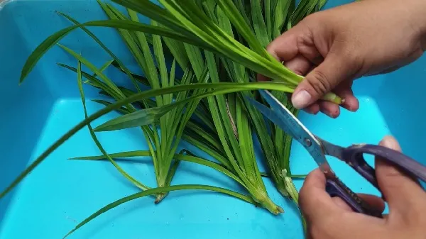 Chăm sóc định kỳ để cây lá dứa thủy canh phát triển