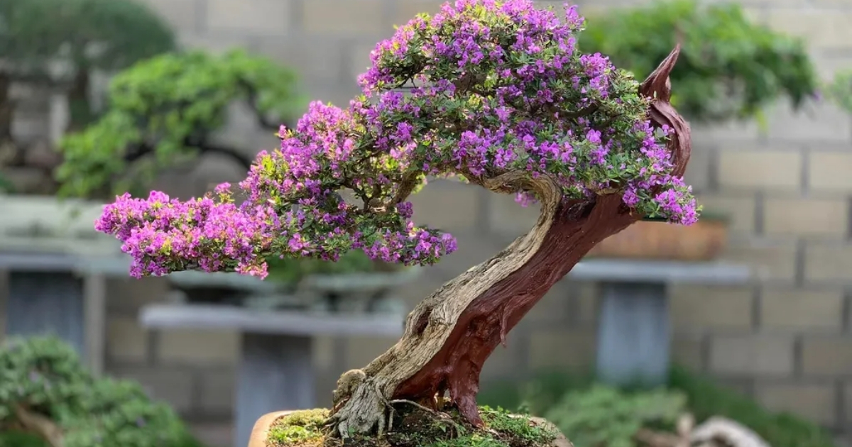 Cách Trồng Cây Huệ Đỏ Ra Hoa Đúng Dịp Tết: Hướng Dẫn Chuyên Sâu Từ A Đến Z