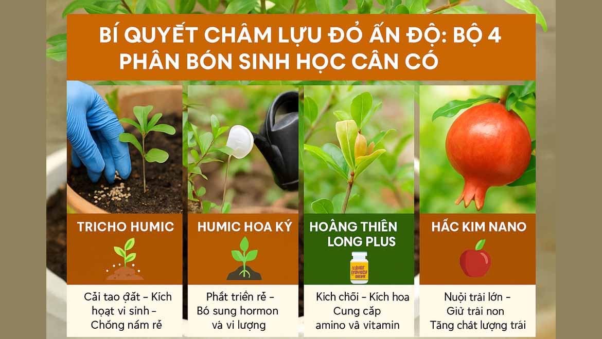 Cách Trồng Lựu Đỏ Ấn Độ Đạt Năng Suất Cao Ngay Tại Vườn Nhà