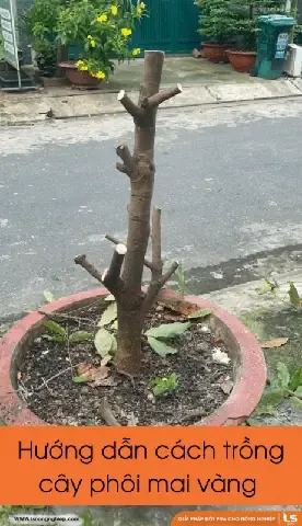 Kỹ thuật chăm sóc cây mai mới trồng: Từ giá thể đến bón phân