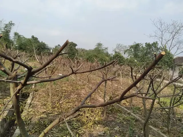 Kỹ thuật đốn tỉa tạo hình giúp cây na mới trồng ra hoa đậu quả tốt