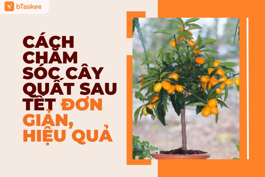 Cách Trồng Su Su Trong Chậu: Kỹ Thuật Chuyên Sâu Đảm Bảo Cây Sai Quả, Không Thối Nhũn