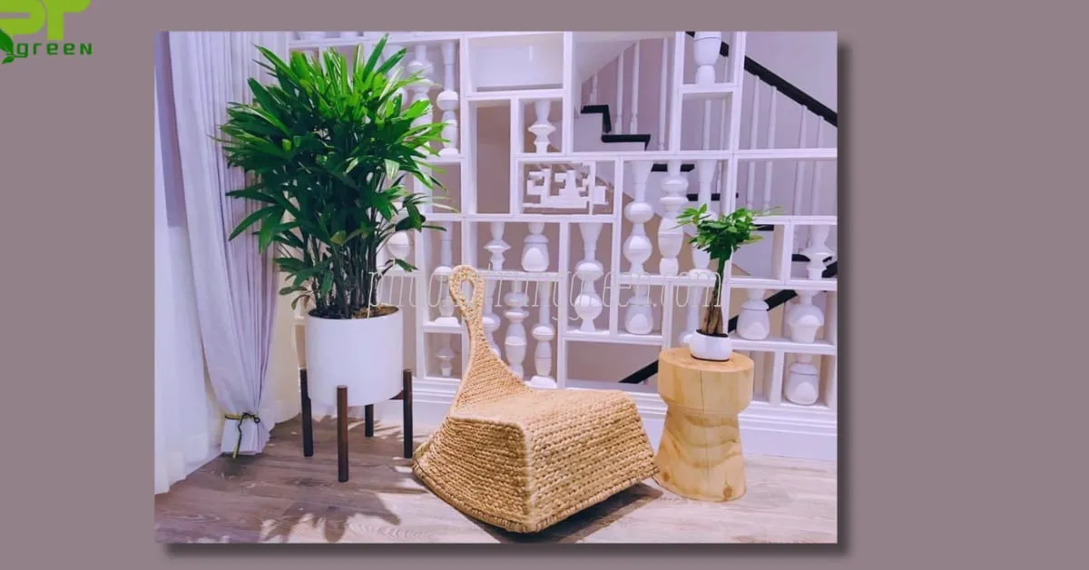 CÃ¡ch chÄƒm sÃ³c cÃ¢y trÃºc mÃ¢y