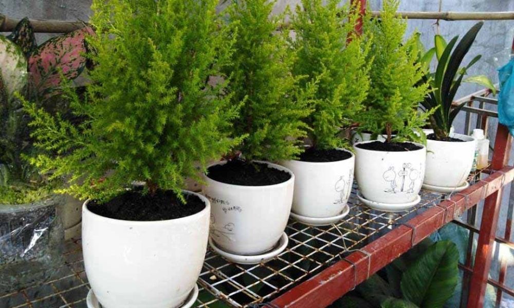 Hướng Dẫn Chi Tiết Cách Trồng Và Chăm Sóc Cây Tùng Thơm Tại Nhà Đúng Kỹ Thuật