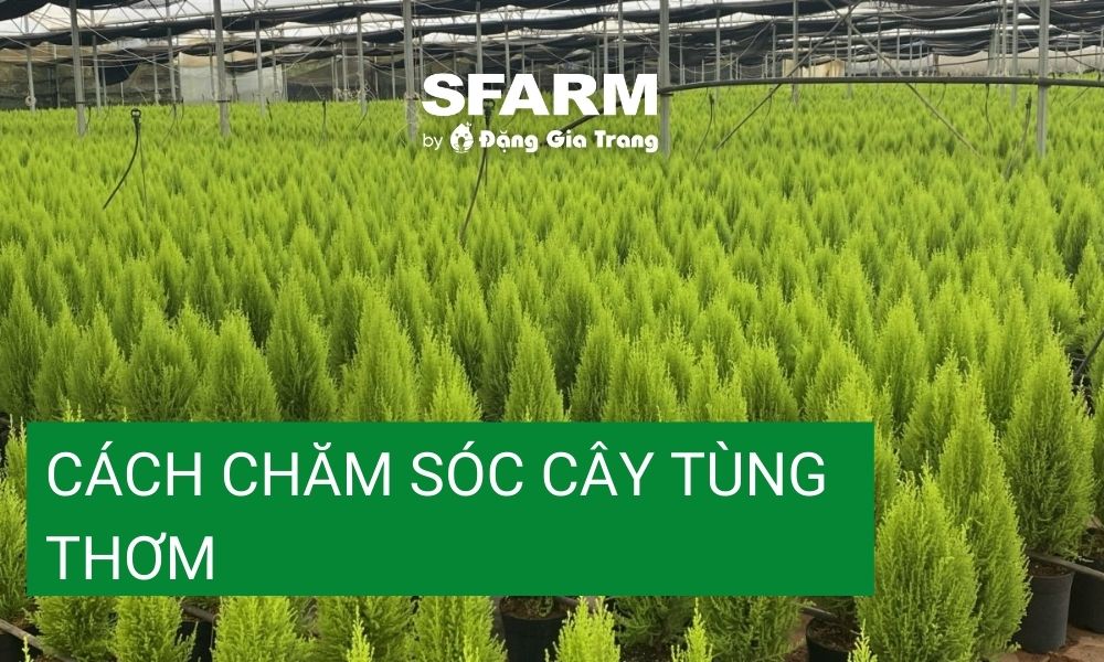 Hướng Dẫn Chi Tiết Cách Trồng Và Chăm Sóc Cây Tùng Thơm Tại Nhà Đúng Kỹ Thuật