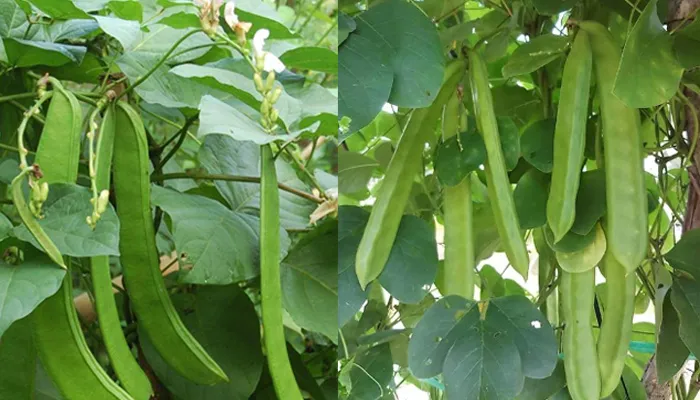 Tưới nước hợp lý là bước quan trọng trong cách chăm sóc đậu ngự ra hoa