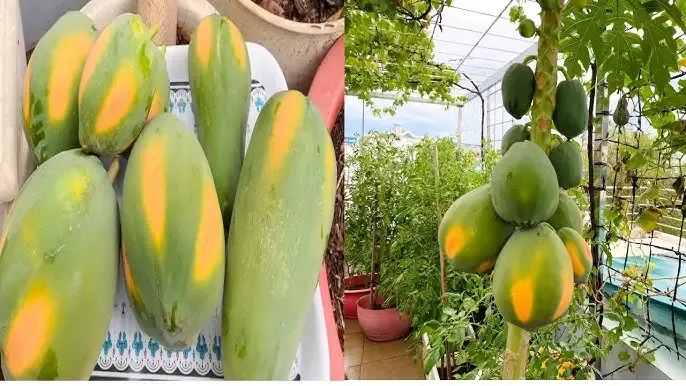 Phòng trừ sâu bệnh trên cây đu đủ