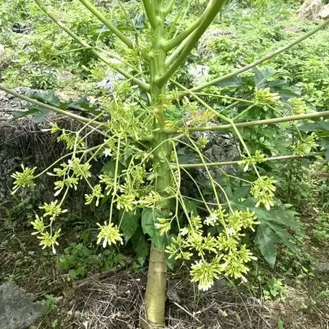 Chăm sóc cây đu đủ con trong bầu ươm