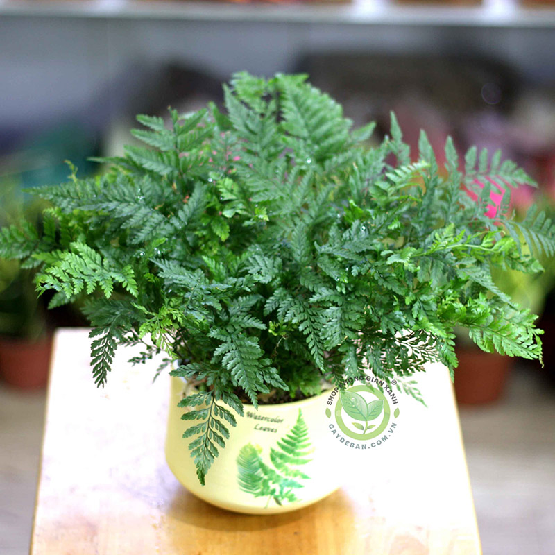 Cách Trồng Cây Dương Xỉ Trong Nhà Đạt Độ Ẩm Và Ánh Sáng Lý Tưởng