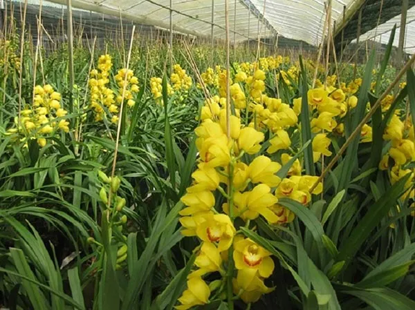 Hướng dẫn chi tiết cách trồng lan Santo cho người mới bắt đầu