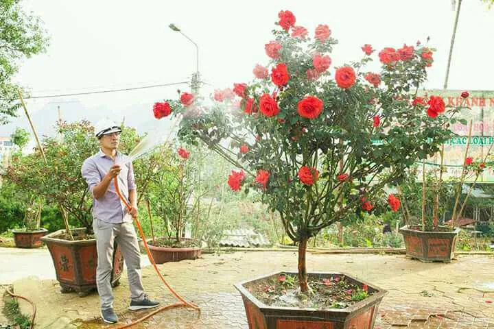 Phòng trị sâu bệnh cho hoa hồng cần được thực hiện thường xuyên để đảm bảo sức khỏe cây