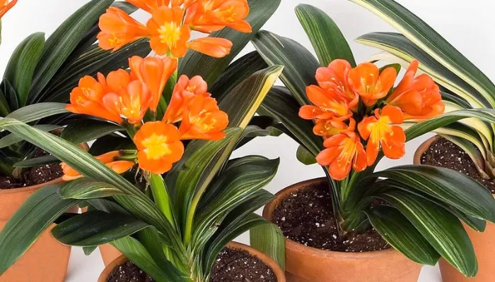 Chậu Lan Quân Tử được chăm sóc trong điều kiện bóng râm