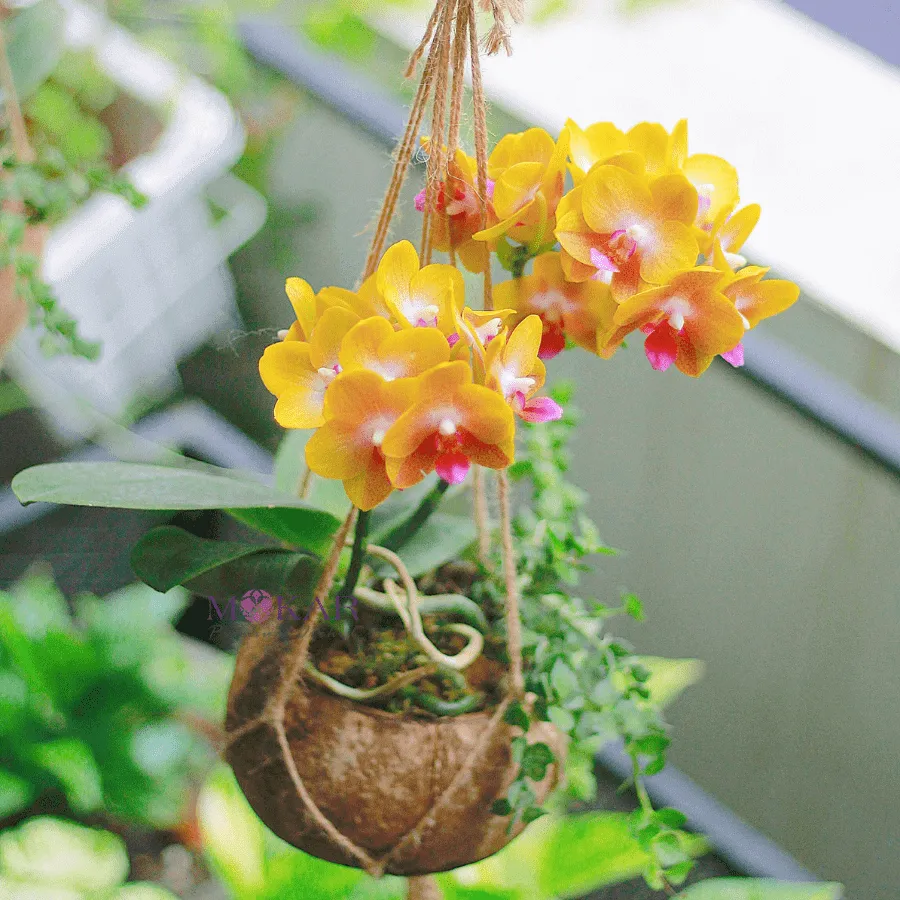 Các loại chậu và giá thể trồng lan được bày trên bàn