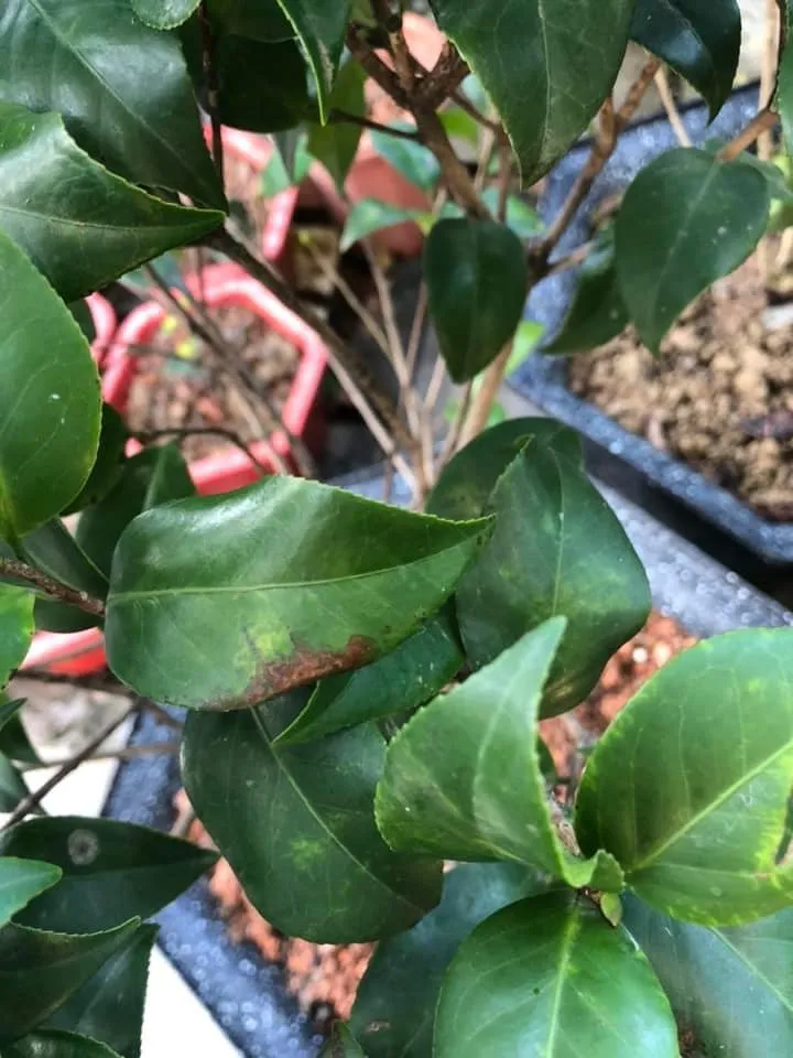 Nhận diện vết cháy mép lá, dấu hiệu của bệnh do vi khuẩn Xanthomonas ở cây trà my