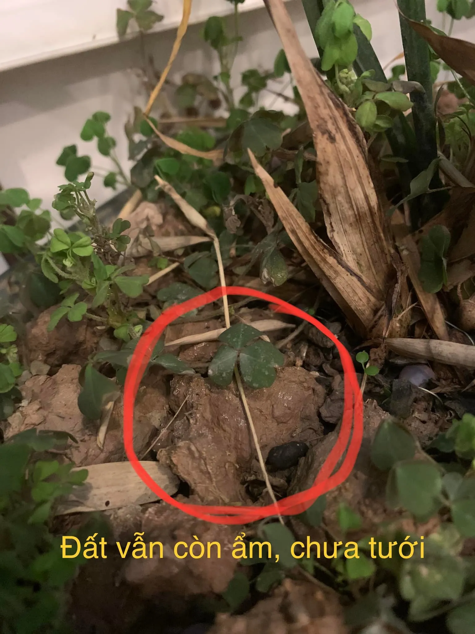 Quan sát màu sắc cục đất để xác định chính xác thời điểm tưới nước cho cây hoa trà my